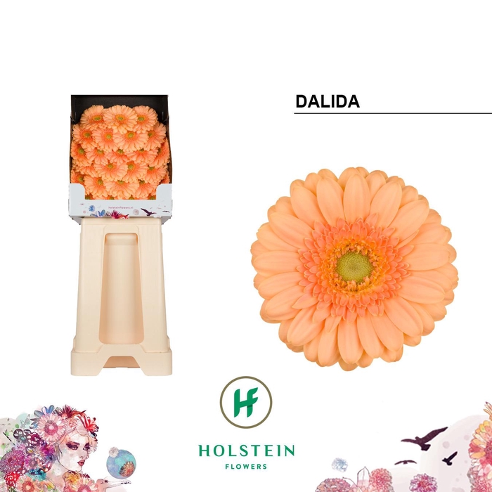<h4>Germini Dalida Diamond</h4>