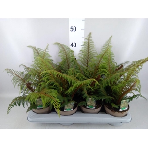 Cyathea tomentosissima
