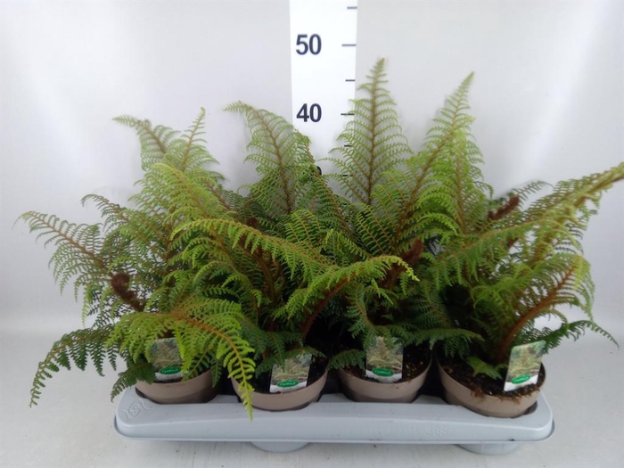 <h4>Cyathea tomentosissima</h4>