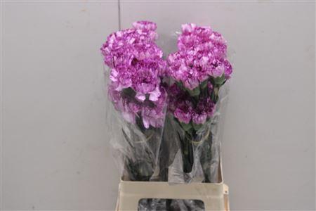 <h4>Di St Blue Copernico</h4>