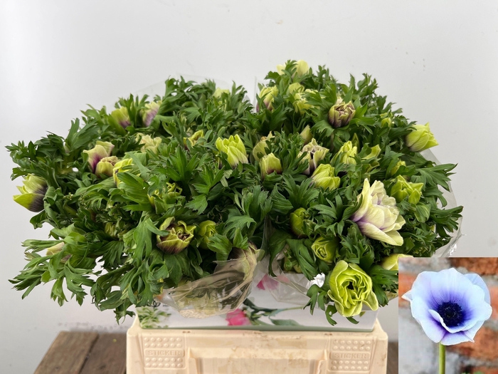 <h4>ANEM CO RB LILAC</h4>