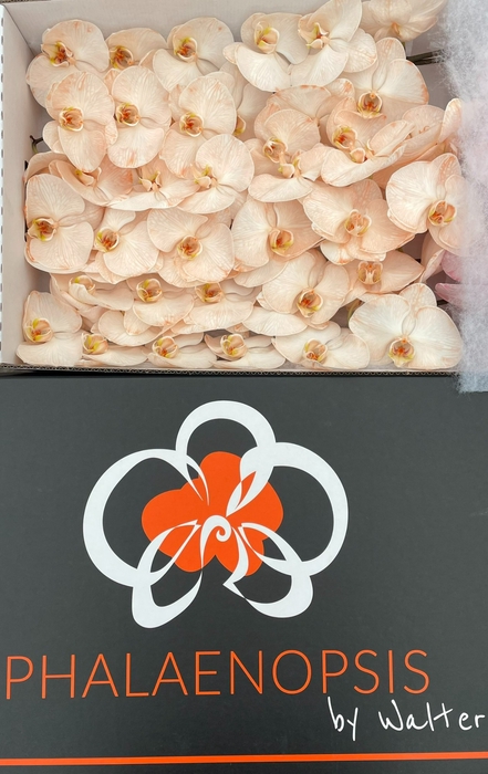 <h4>Phalaenopsis Coloured Peach Doos</h4>