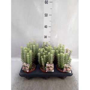 Crassula perforata