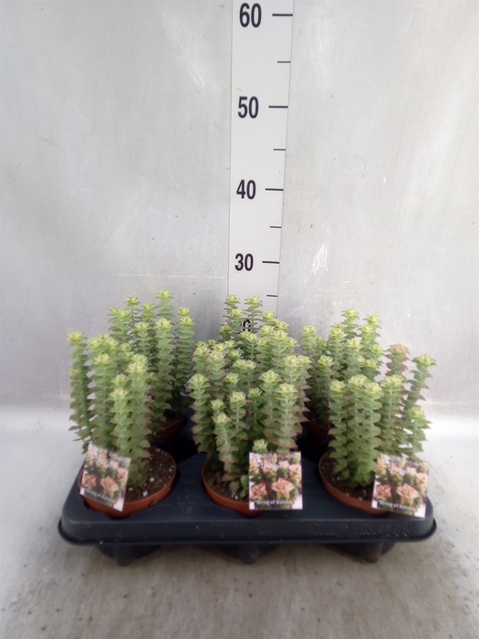 Crassula perforata