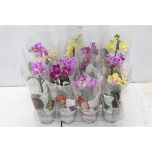 PHALAENOPSIS MINI P06
