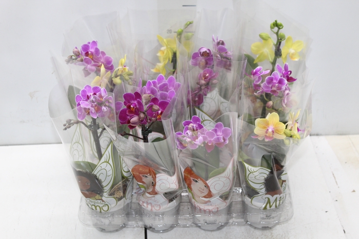 <h4>PHALAENOPSIS MINI P06</h4>