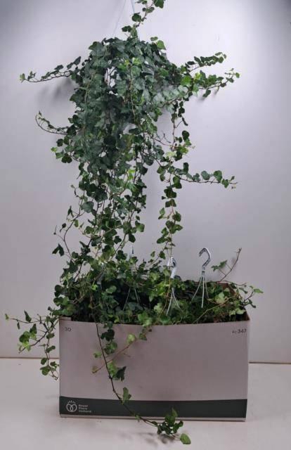 <h4>HED HE WONDER</h4>