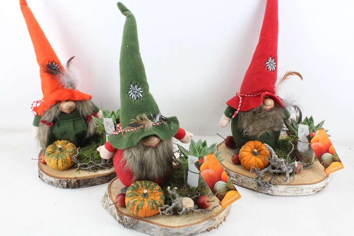 <h4>arr2 MB - Gnome hout schijf XL ech.</h4>