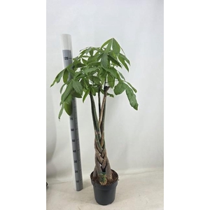 PACHIRA AQUATICA