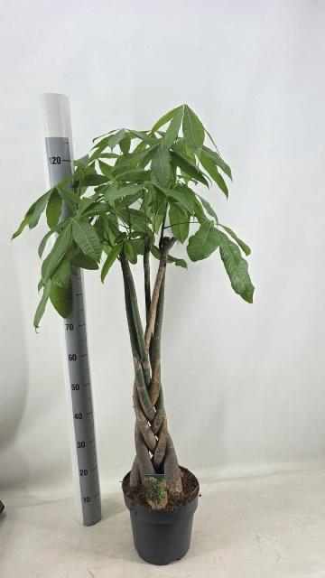 <h4>PACHIRA AQUATICA</h4>