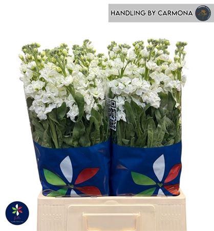 <h4>Matth Iron White</h4>