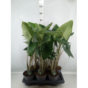 Alocasia zebrina