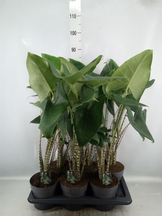 <h4>Alocasia zebrina</h4>