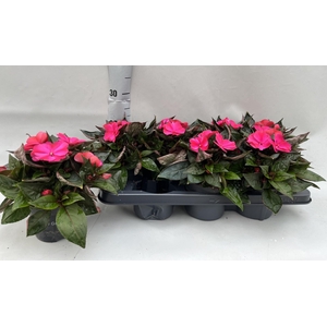 IMPAT ORCHID FLAME