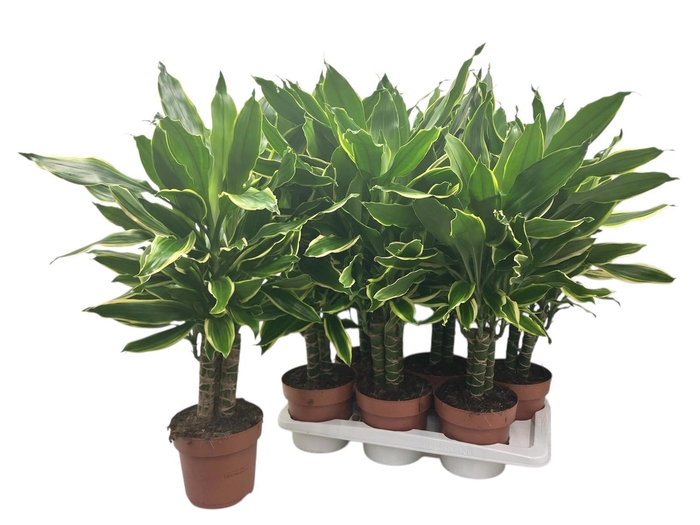 <h4>DRA FRAG GOLD COAST</h4>