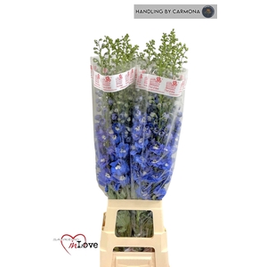 DELPH DU AURORA BLUE