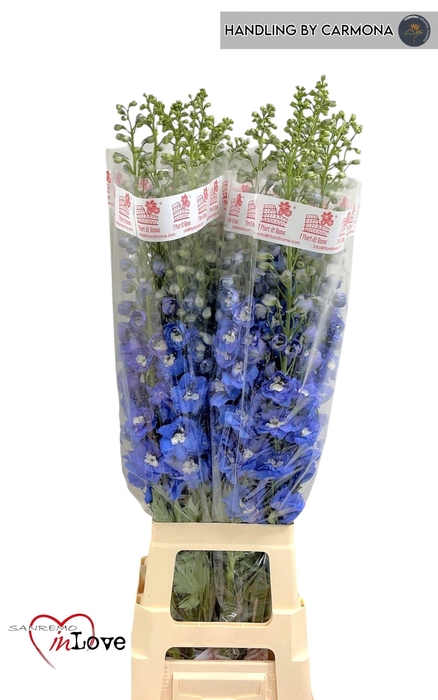 <h4>DELPH DU AURORA BLUE</h4>