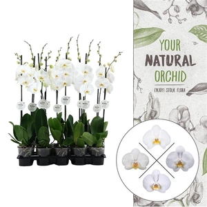 Your Natural Orchid | White 75cm | Phalaenopsis 1 spike