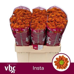 Chr S Insta Orange