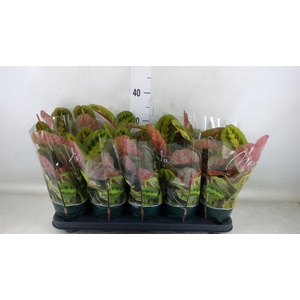 Maranta leuc. 'Fascinator'