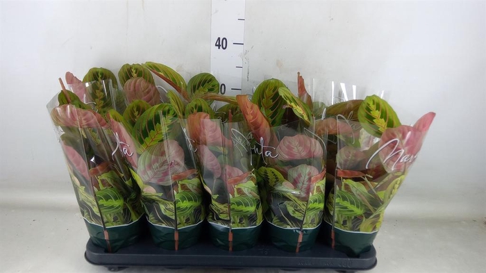 <h4>Maranta leuc. 'Fascinator'</h4>