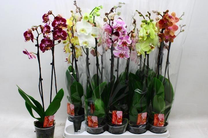 <h4>PHAL GEM 7 KL</h4>