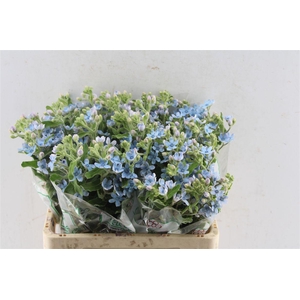 Oxypetalum Tan Pur Blue