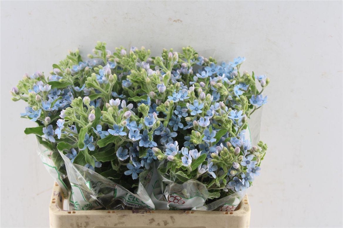 <h4>Oxypetalum Tan Pur Blue</h4>