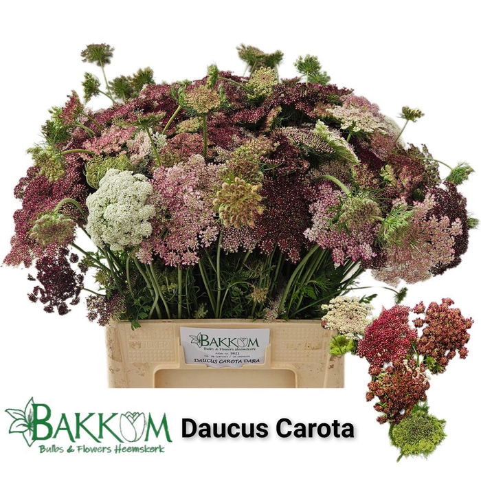 <h4>Daucus Carota Dara</h4>