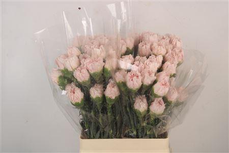 <h4>Di St Hanoi</h4>