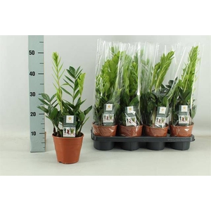 !! PROMO !! ZAMIO ZAMIIFOLIA 3+ P14