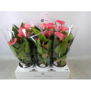 Anthurium andr. 'Pink Champion'