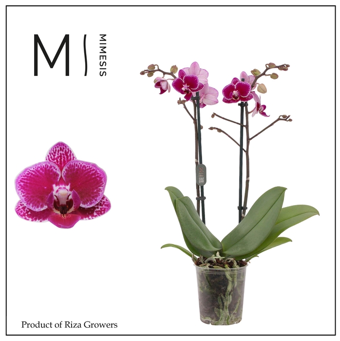 <h4>Phalaenopsis Hornglin 2 spike - 9cm | Mimesis</h4>