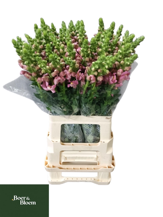 <h4>ANTIR ANTIBES PINK</h4>