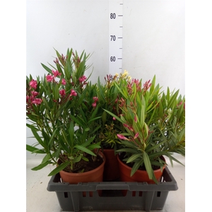 Nerium oleander 'Evolution Candy'