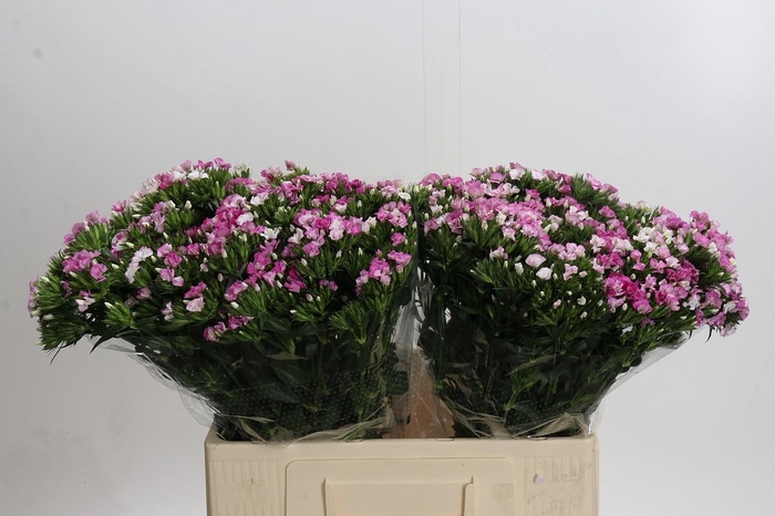<h4>Dianthus Br Amazon Rose Magic</h4>