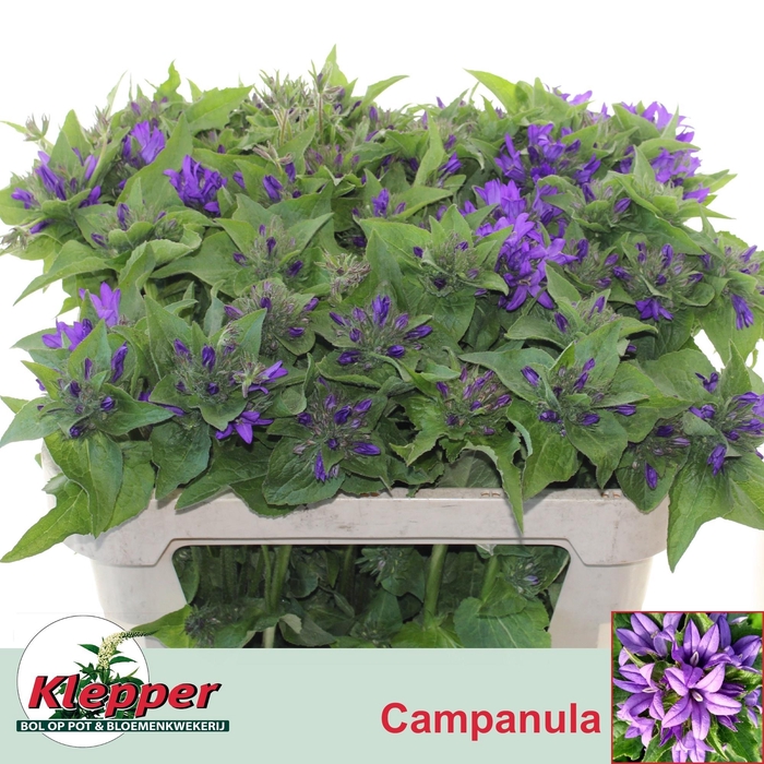 <h4>CAMP GLOMERATA OV</h4>
