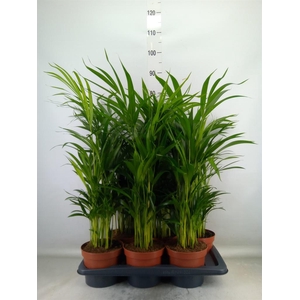 Dypsis lutescens   ...Chrysalidoca