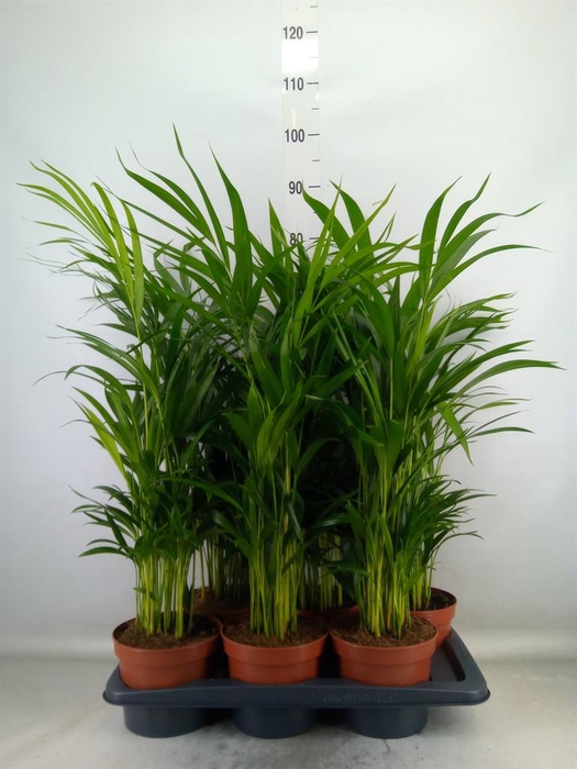 <h4>Dypsis lutescens   ...Chrysalidoca</h4>
