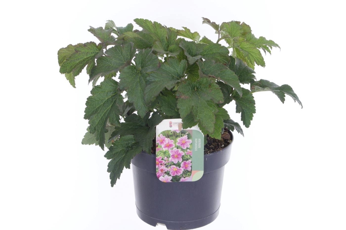 <h4>Anemone Pink</h4>