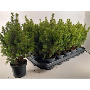 PICEA GL PERFECTA