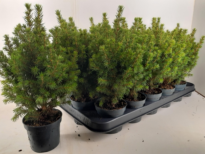<h4>PICEA GL PERFECTA</h4>