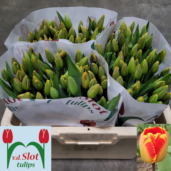 <h4>TU EN BANJA LUKA</h4>