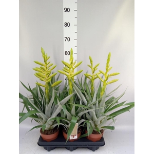 Tillandsia oerstediana
