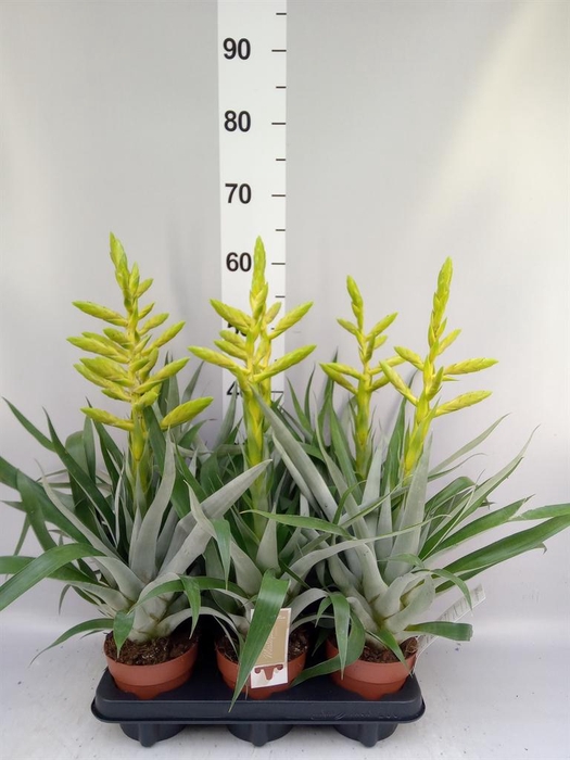 <h4>Tillandsia oerstediana</h4>