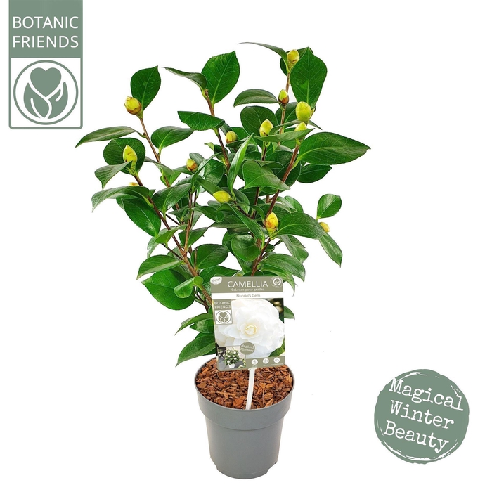 <h4>Camellia japonica</h4>