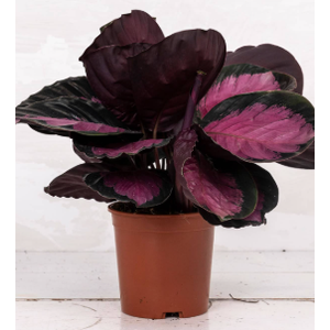 CALATHEA ROSEA PICTA CRIMSON P17