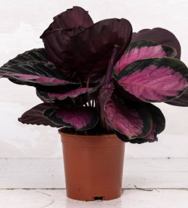 CALATHEA ROSEA PICTA CRIMSON P12