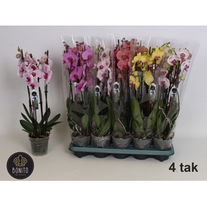 PHAL GEM 5 KL
