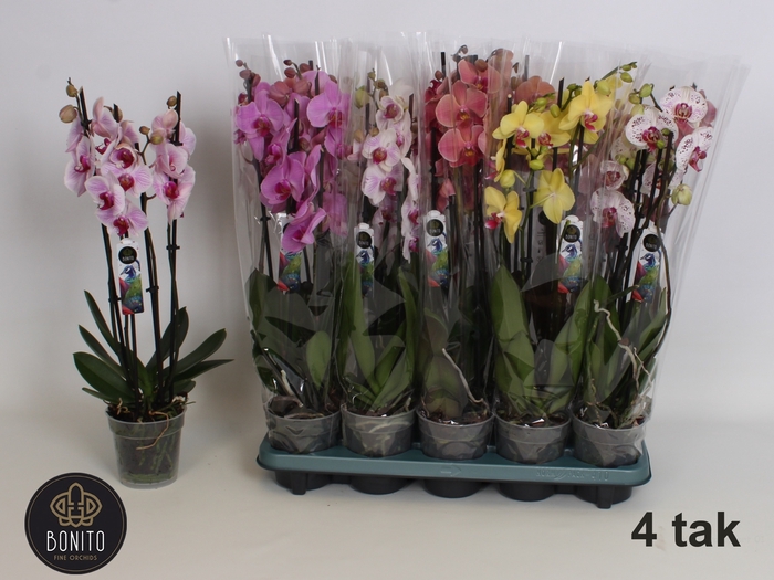 <h4>PHAL GEM 5 KL</h4>